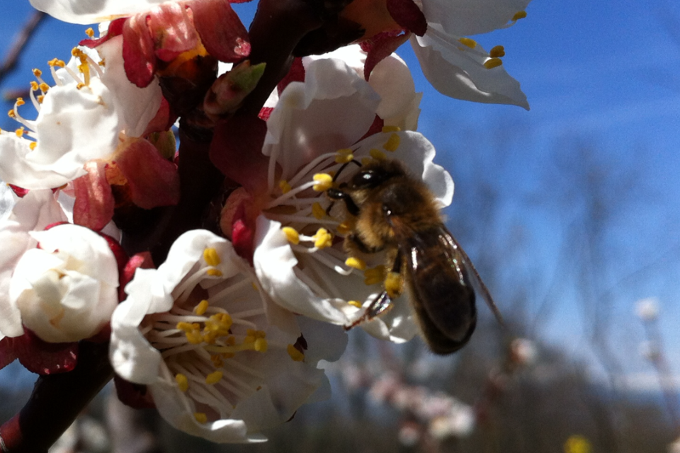 15 Avril abeille sur fleur d'abricot